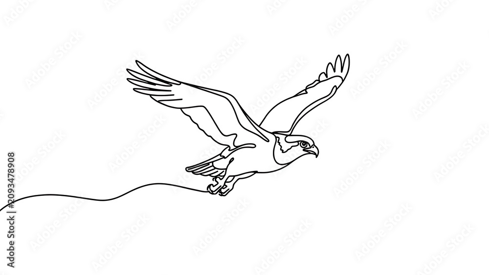 Fototapeta premium Osprey bird flying drawing white background.