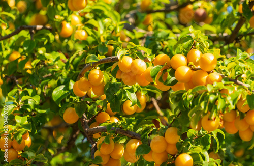 Canvastavla Close-up of ripe yellow cherry plums hanging from leafy branches in bright summe
