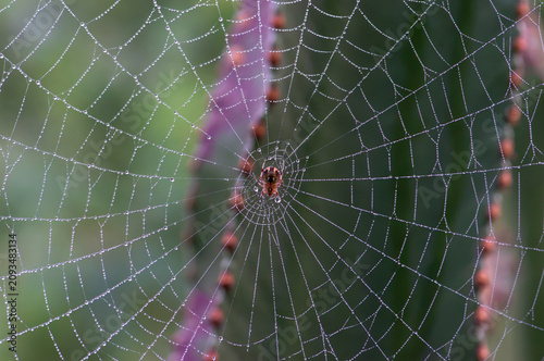 Spider web with dew in the morning