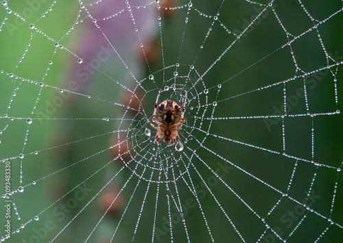 Spider web with dew in the morning