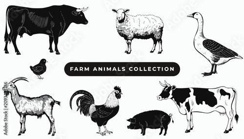 Tableau sur toile Very beautiful black and white realistic vector illustration of a Farm Animals C