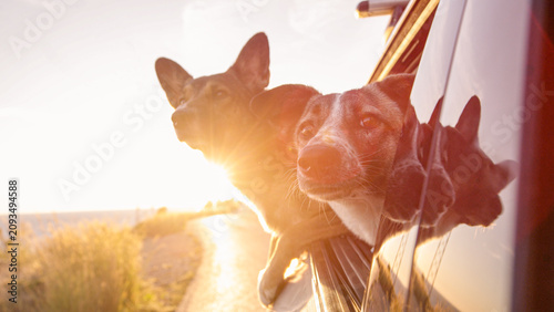 Fotografia LENS FLARE, CLOSE UP, DOF: Two dogs riding with their heads out of a car window during sunrise on Hvar