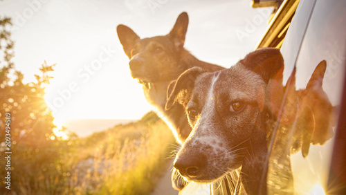 Fotografie LENS FLARE, CLOSE UP, DOF: Pair of cute mixed breed dogs lean out of a car window while driving along a winding coastal road, bathed in warm golden light