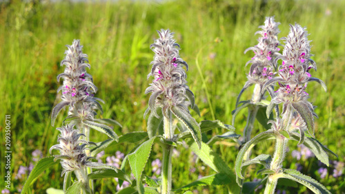 Canvastavla Stachys germanica in bloom in the meadows of Mures County in Transylvania