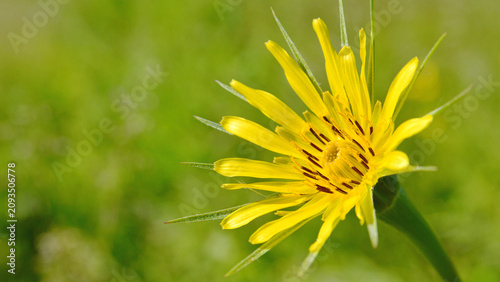 Konstfotografi The beautiful flower of Tragopogon dubius