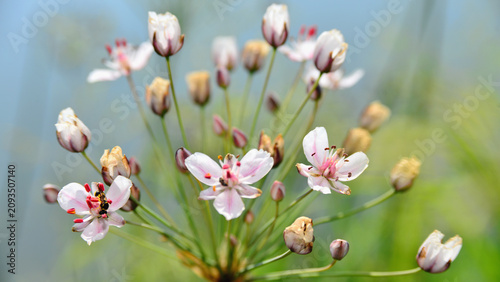 Obraz na plátně Flowers of Butomus umbellatus, a plant considered invasive in some parts of the world