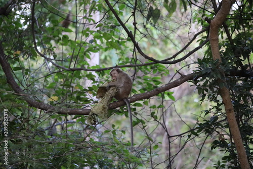 Photography Small wild monkey balances on a tree limb while nestled within a thick natural forest canopy setting