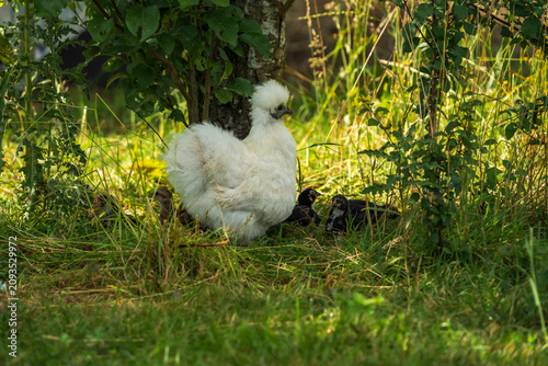 White Silkie organic Hen with Baby Chicks on a Green Lawn