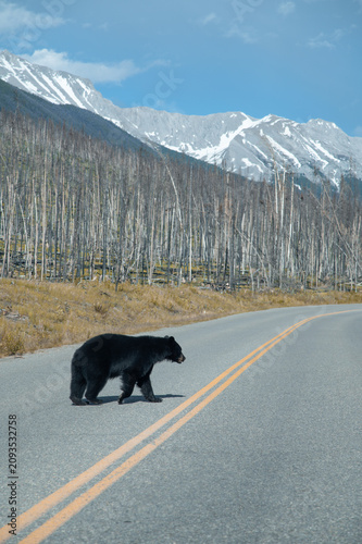 black bear canada