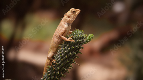 Bild auf Leinwand Close-up macro portrait of a light brown oriental garden lizard climbing and clinging to a spiky green plant branch against a softly blurred natural background outdoors
