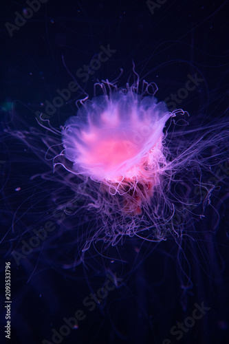 jelly fish in the water 