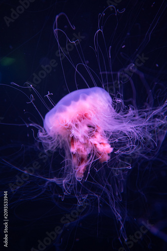 jelly fish in the water