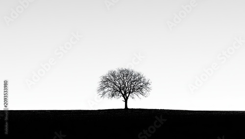 Stark silhouette of a bare tree against a bright sky on dark ground