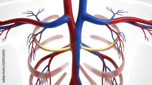 3D Animation of Human Circulatory System with Arteries and Veins