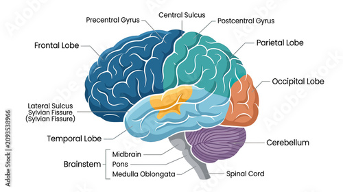 Schilderij op canvas Human Brain Anatomy Diagram with Labeled Lobes and Parts