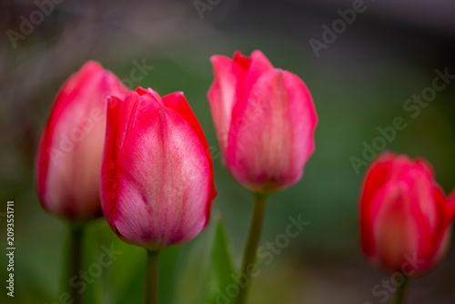 Tapety artystyczne pink tulips