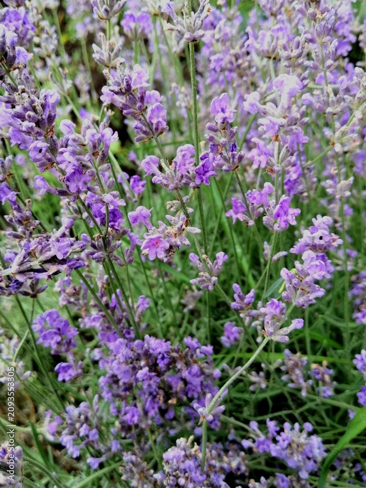 Obraz premium purple flowers in the garden