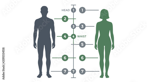 Male and female human body silhouettes infographic with numbered anatomical measurement points from head to toe, provides medical proportion analysis and illustrating anatomical size scaling