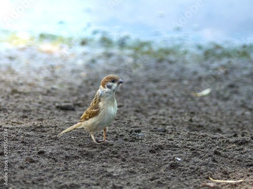 Foto A young Tree Sparrow walking along the lakeshore in summer.