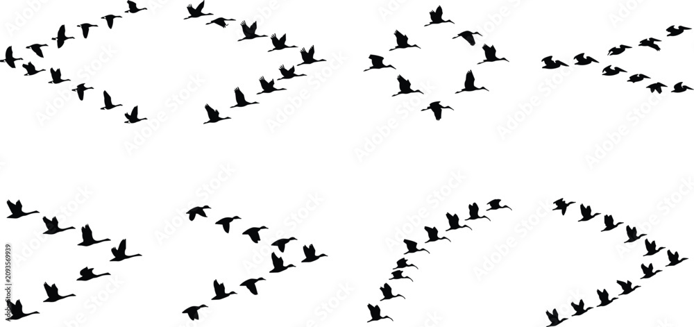 Obraz premium Flying Bird Flock Silhouette Collection with Migrating Birds in Formation Vector Set