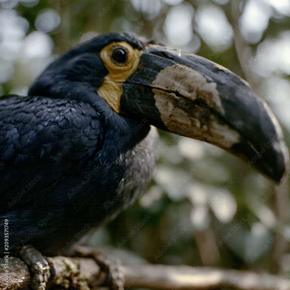 Fototapeta premium Close up portrait of a black toucan bird perched on a tree branch with wildlife, tropical