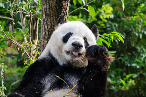 Giant Pandas eating bamboo in Chengdu China