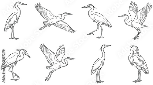 Fotografía Set of eight great egret silhouettes in various poses black and white outlines