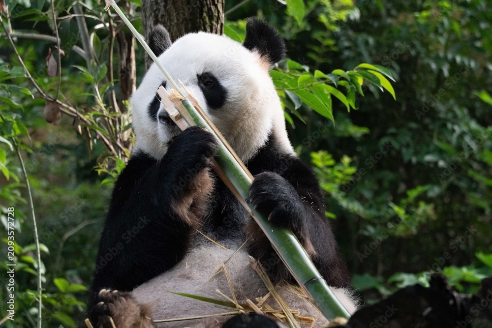 Obraz premium Giant Pandas eating bamboo in Chengdu China