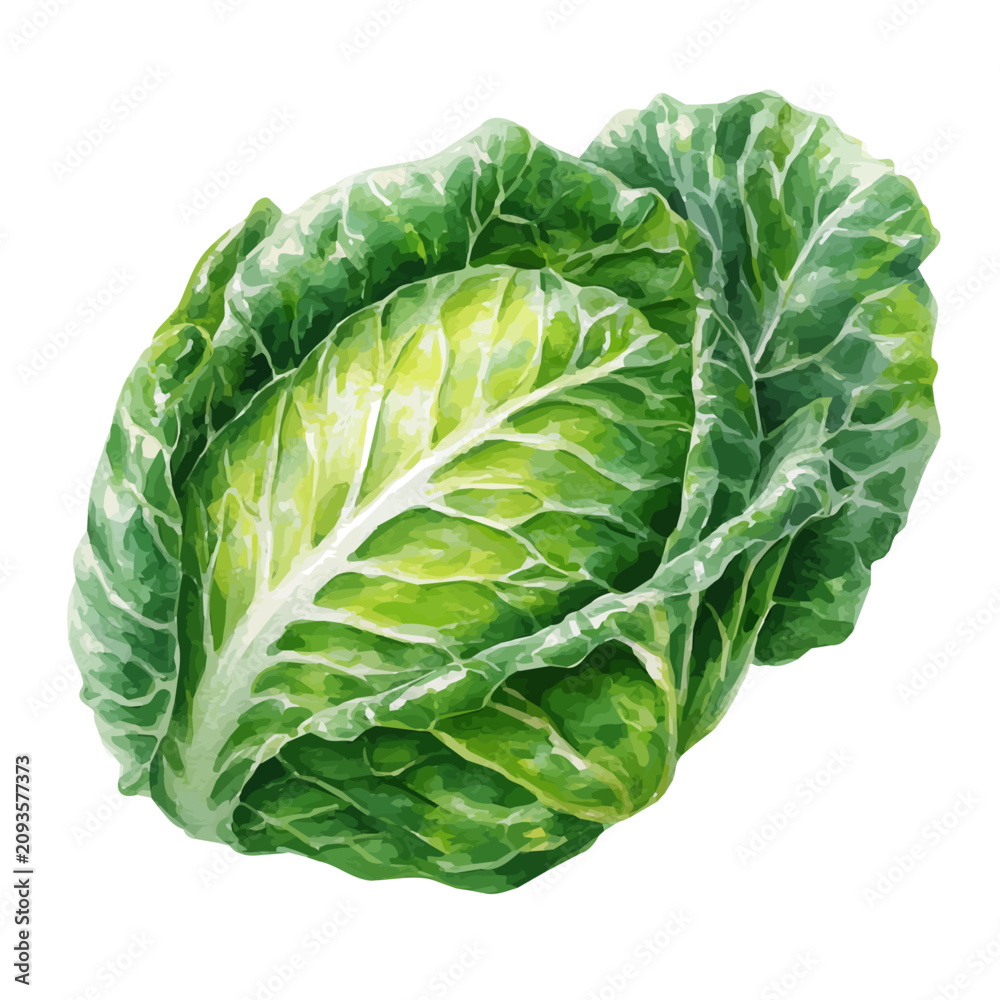 Obraz premium Watercolor illustration of Cabbage Leaf, isolated on white background