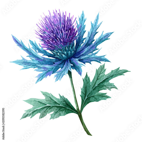 Thistle Eryngium, watercolor clipart isolated on white background