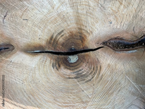 Valokuva Natural Wood Grain Resembling a Sloth Face