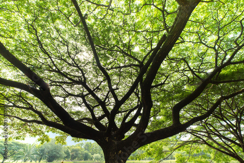 close up of big tree