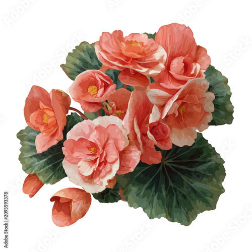Begonia Bouquet, realistic watercolor artwork on white background
