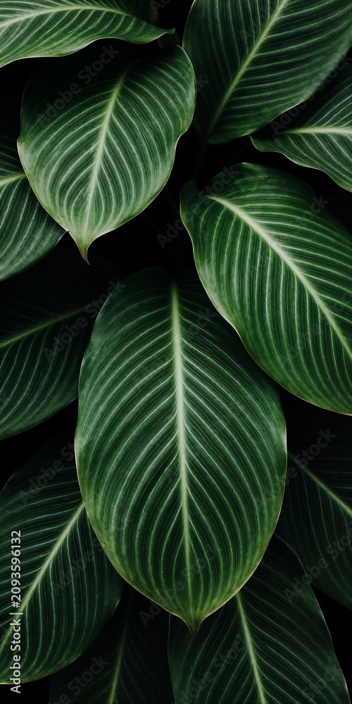 Obraz premium Elegant Close-up of Deep Green Tropical Leaves on Black Background