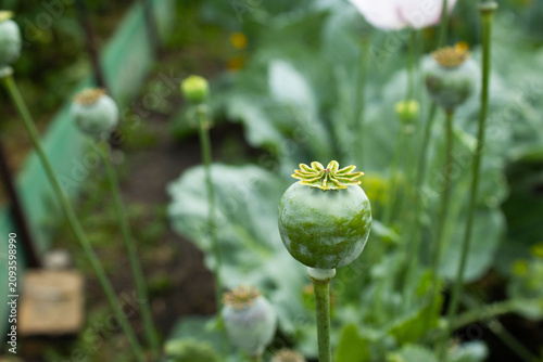 Bild auf Leinwand Green Opium Poppy Seed Pods Growing in a Backyard Garden