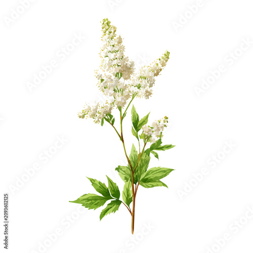 Obraz na płótnie Meadowsweet, isolated watercolor element on white background