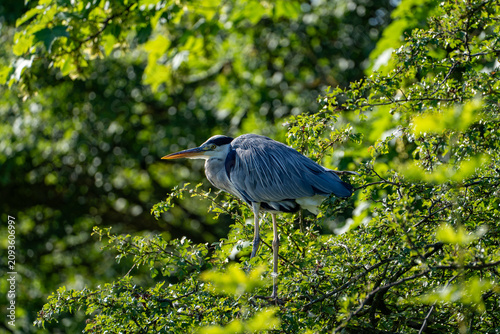 Bild auf Leinwand Grey heron in profile perched on a leafy branch