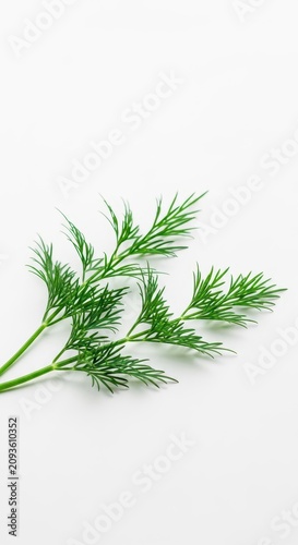 Fresh sprigs of green dill herb isolated on a clean white background. Vibrant organic aromatic leaves for cooking and healthy garnishing, harvest, salad, fresh