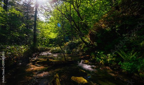 Εκτύπωση καμβά Forest stream sunlight tree moss fern woodland water, shaded forest stream with