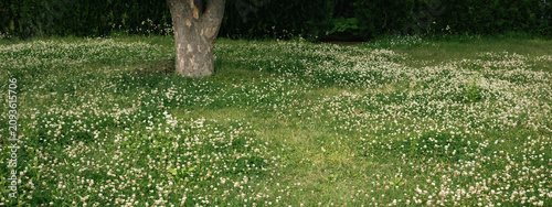 Meadow grass clover flower ...