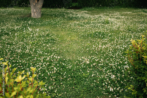 Clover flower meadow lawn g...