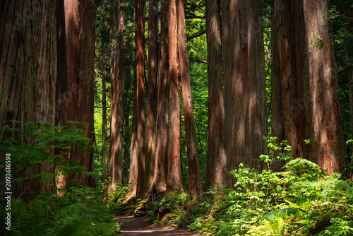 Forest tree trunk path fern...