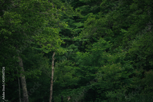 Forest tree foliage green w...