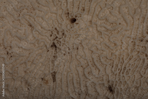 Detailed macro view of intr...