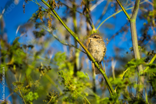 фотографія Young red backed shrike perched on a plant stem in sunny nature