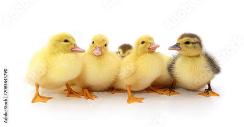Five small ducklings isolated on a white background.