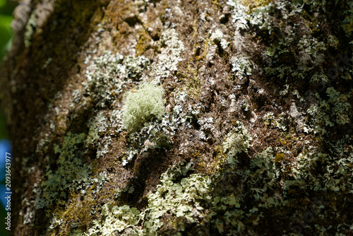 Cuadro en lienzo Tree bark texture with moss and lichen growing