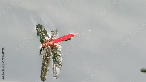 Tableau sur toile A dragonfly that fell into a pond and couldn't fly