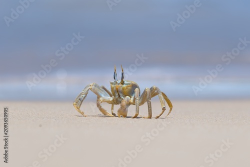 Shallow focus of a Tufted ghost crab (Ocypode cursor) on a sandy beach - Boa Vista, Cape Verde.