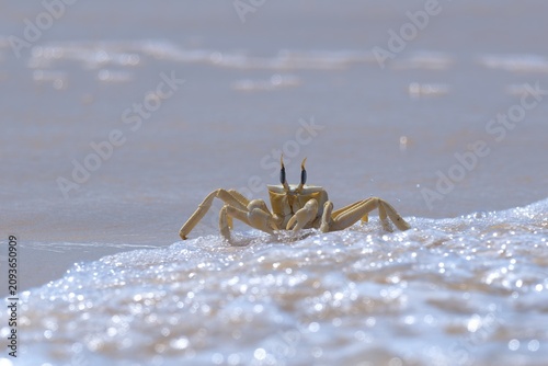 Shallow focus of a Tufted ghost crab (Ocypode cursor) on a sandy beach - Boa Vista, Cape Verde.